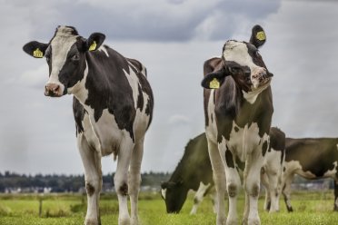 Vier koeien in een weiland. Op de voorgrond kijken twee koeien in de camera en op de achtergrond twee grazende koeien.