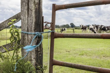 Afbeelding van een houten hek met een roestige deur met een blauw touw. Op de achtergrond grazende koeien.