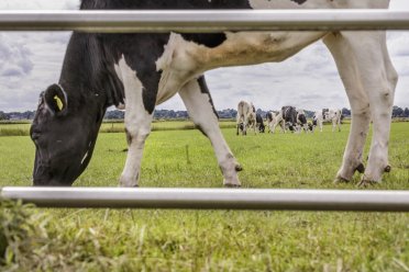 Afbeelding van kudde koeien in een weiland met een grazende koe op de voorgrond.