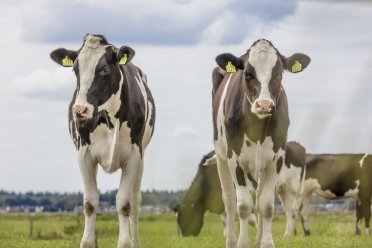 Afbeelding van vier koeien in een weiland met twee koeien op de voorgrond en twee grazende koeien op de achtergrond.