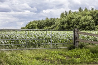 Afbeelding van groene planten met lange stengels achter een hek met bomen op de achtergrond.