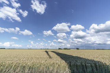 Afbeelding van een graanveld met windmolens op de achtergrond.