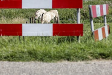 Twee paarden in de wei achter een rood wit hek.  