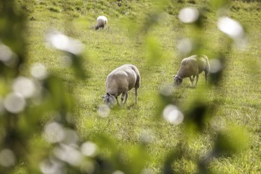 Afbeelding van drie schapen op het platteland.