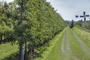 Afbeelding van appelbomen in natuurgebied.