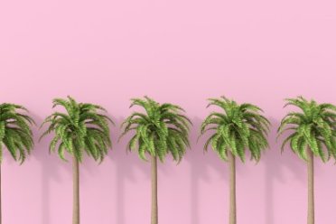 Op de afbeelding staat 5 palmbomen tegen een roze achtergrond. 